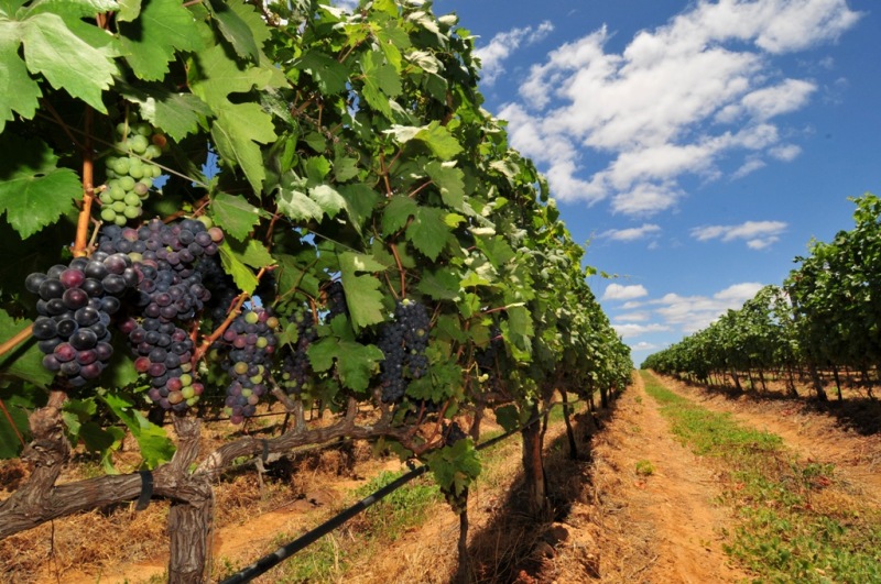O cooperativismo na produção de vinho